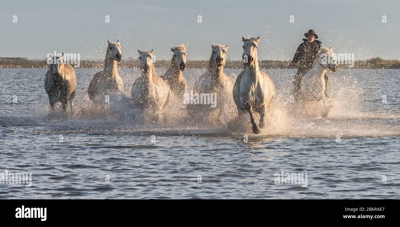 Camargue Pferde (Equus caballus) und dort Wächter, galoppieren durch Wasser in der Nähe von Saintes-Marie-de-la-Mer, Camargue, Frankreich, Europa Stockfoto