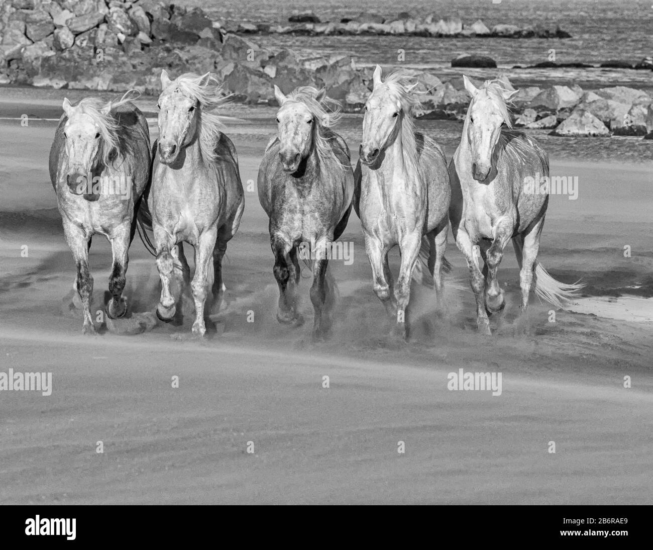 Camargue-Pferde (Equus caballus), die entlang des Sandes in der Nähe von Saintes-Marie-de-la-Mer, Camargue, Frankreich, Europa galoppieren Stockfoto