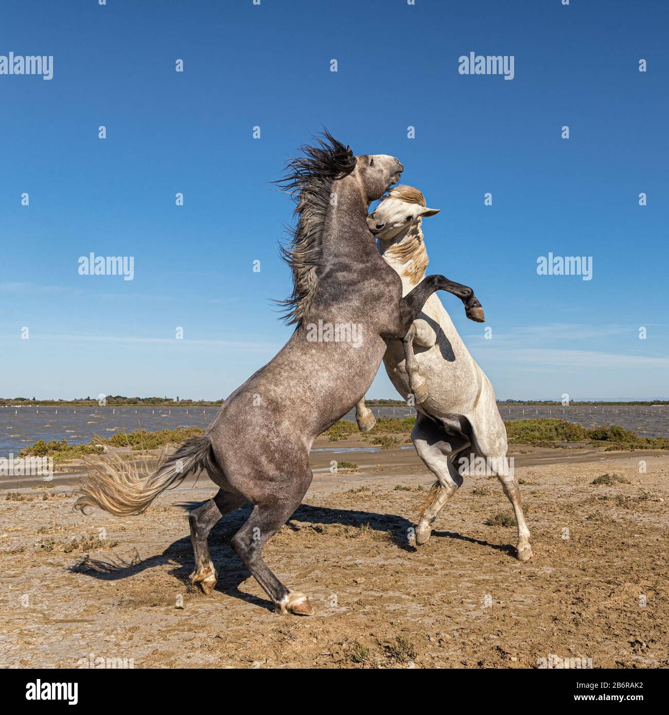 Camargue Pferde (Equus caballus) Hengste, kämpfen im Wasser in der Nähe von Saintes-Marie-de-la-Mer, Camargue, Frankreich, Europa Stockfoto