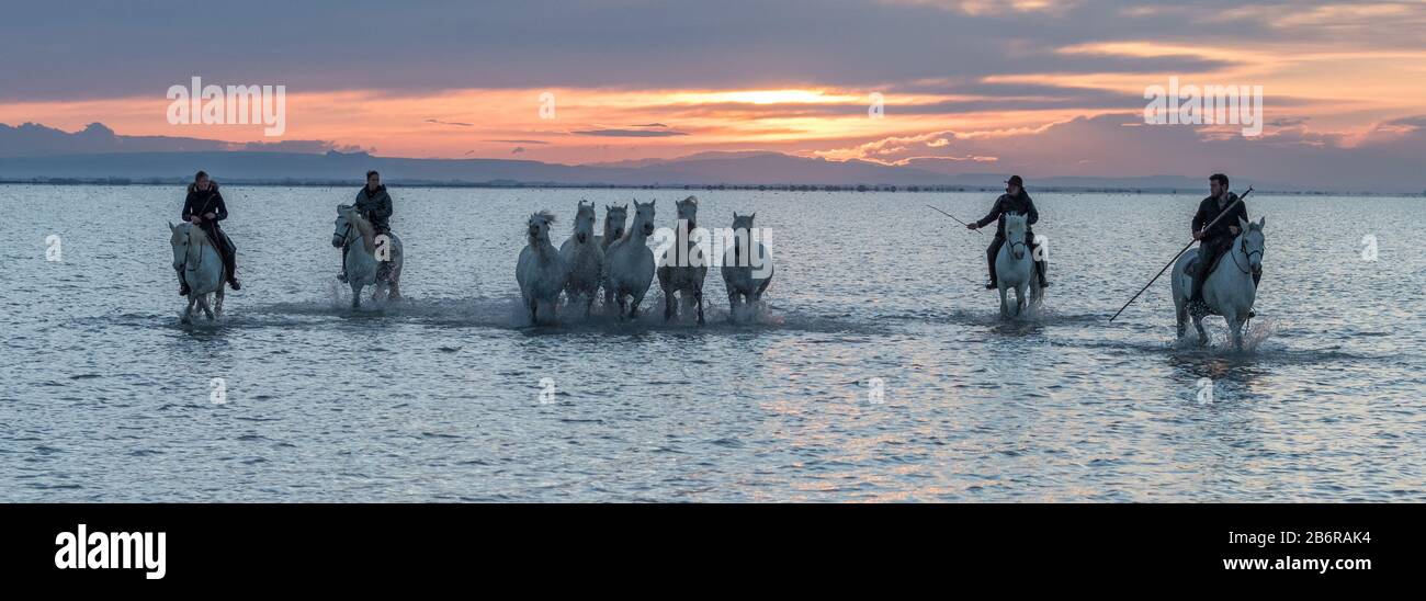 Camargue Pferde (Equus caballus) und dort Wächter, galoppieren durch Wasser in der Nähe von Saintes-Marie-de-la-Mer, Camargue, Frankreich, Europa Stockfoto