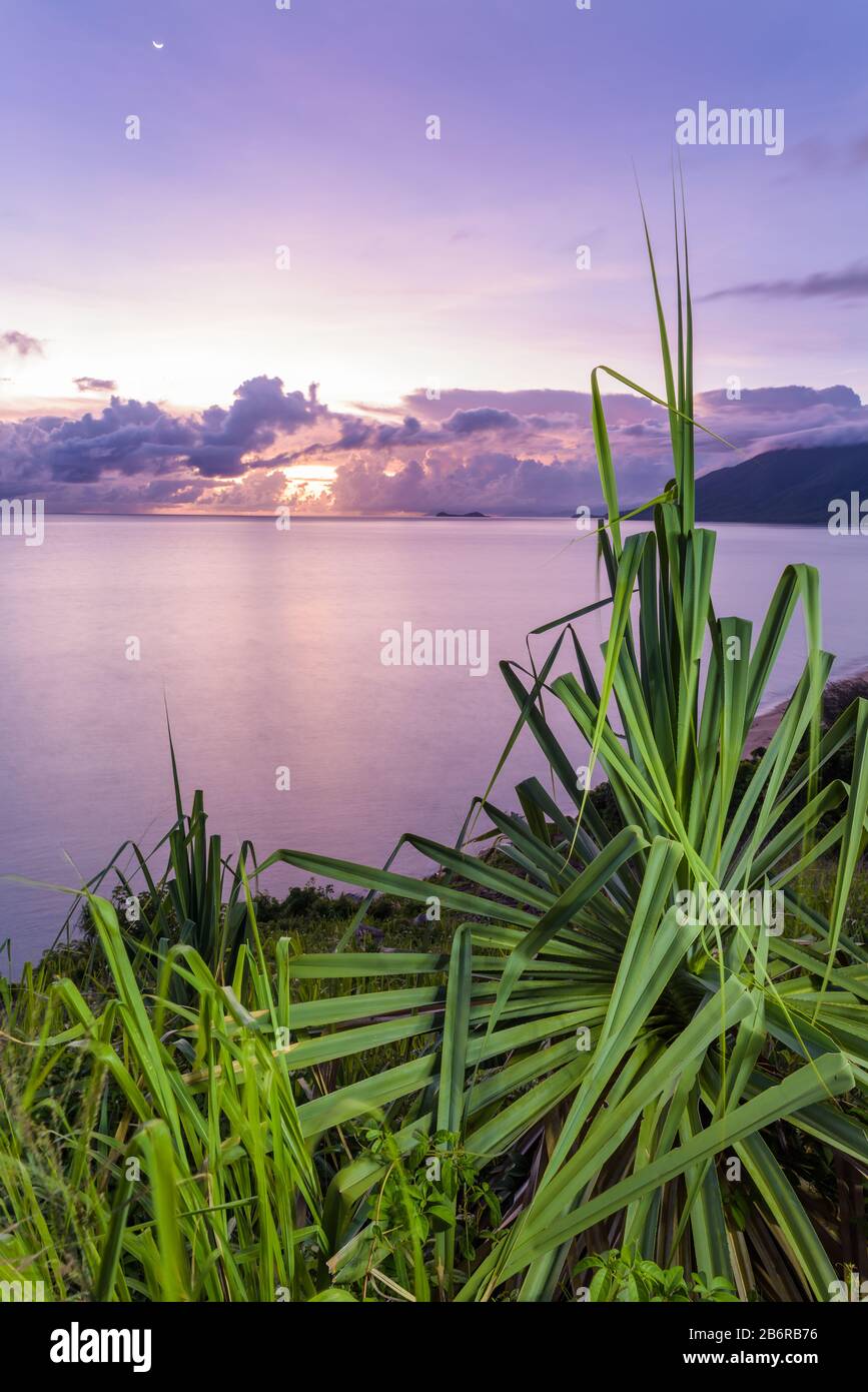Blick auf den Sonnenaufgang durch Pandanus-Palmblätter von Rex Lookout, bei Wangenti in Queensland, als ein Sturm am Horizont des Pazifischen Ozeans brillt. Stockfoto
