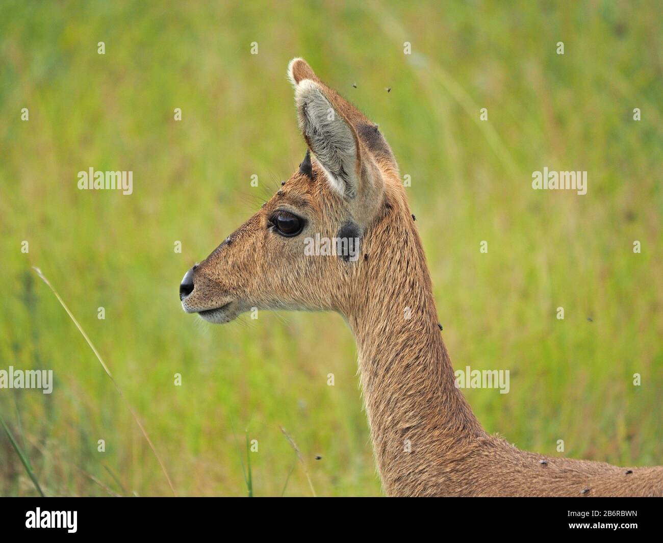 Alert weibliche Bohor-Rindenbuck (Redunca redunca) mit markanten schwarzen Duftdrüse unter dem Ohr in langem Gras des Nairobi-Nationalparks, Kenia, Afrika Stockfoto