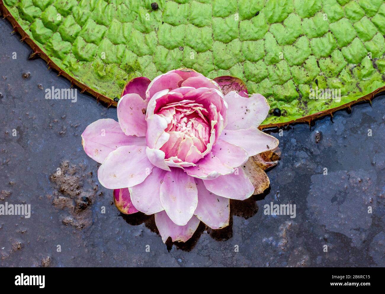 Blätter und Blume der größten Seerose (Victoria amazonica) an der Wasseroberfläche. Brasilien. Pantanal National Park. Stockfoto