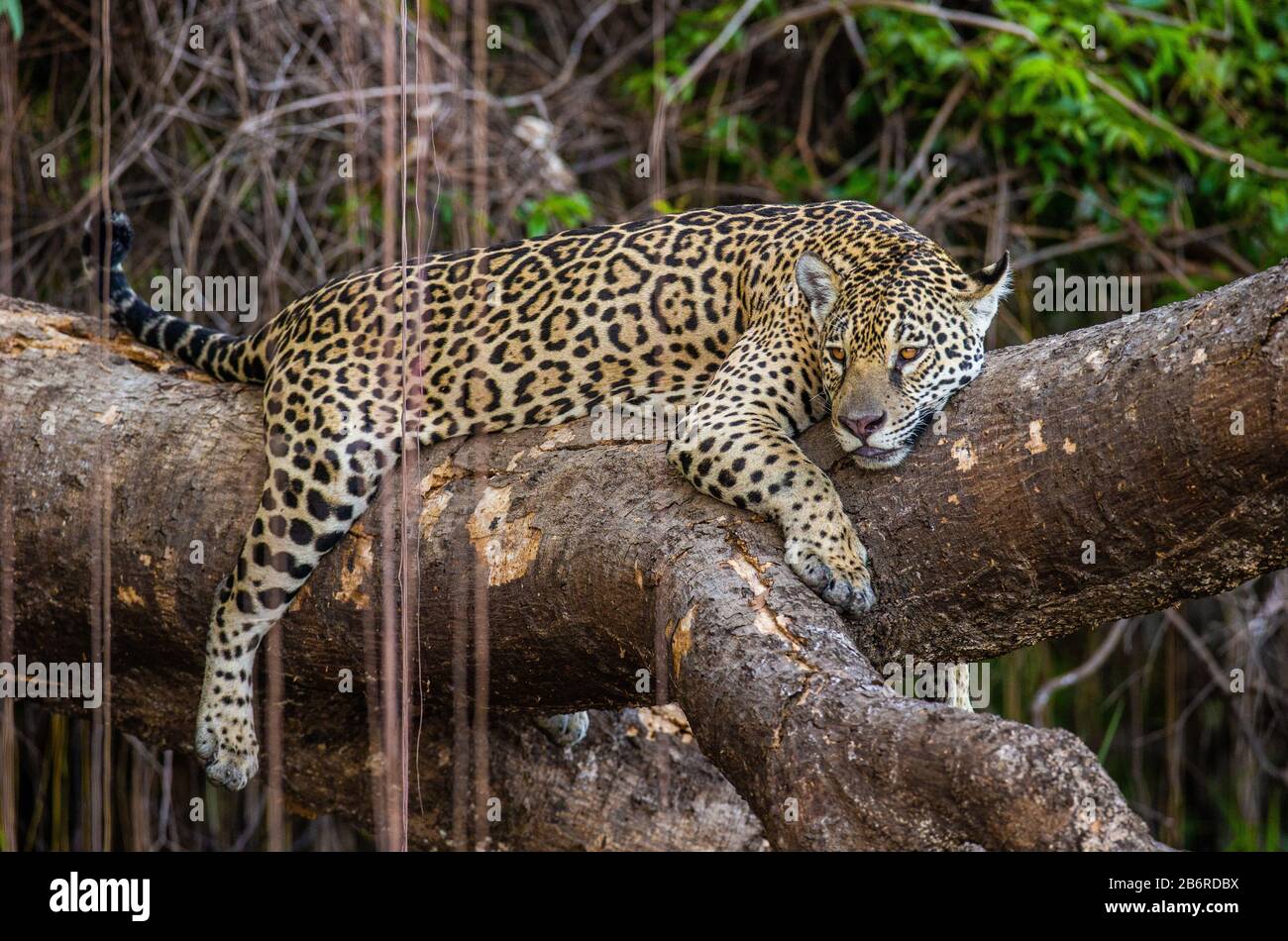 Jaguar liegt auf einem malerischen Baum mitten im Dschungel. Südamerika. Brasilien. Pantanal National Park. Stockfoto