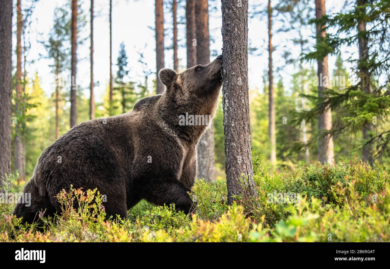 Der Bär schnüffelt einen Baum. Braunbär im Herbst-Kiefernwald. Wissenschaftlicher Name: Ursus arctos. Natürlicher Lebensraum. Herbstsaison. Stockfoto