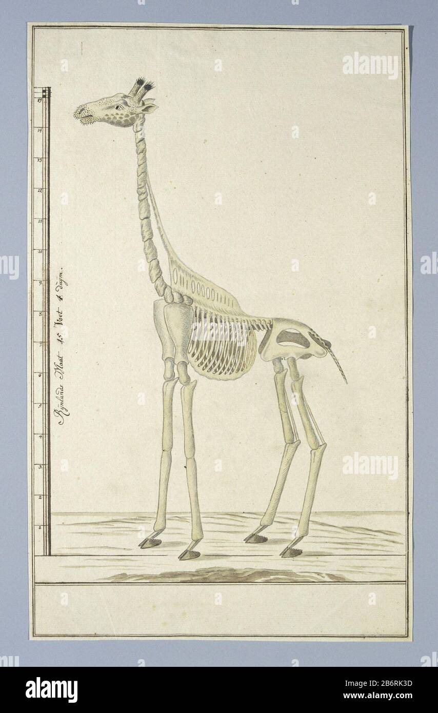 Giraffa camelopardalis (Giraf), Skelet Giraffa camelopardalis (Giraffe), Skelettobjekttyp: Zeichnungsalbum Blätterobjektnummer: RP-T-1914-17-152 Beschriftungen/Marken: Beschriftung links, Stift und Braun, 'scale + Rijnlands Größe 15. Fuß 4. Duijm. '(in Kalligraphie; vollständiger Text: LC Rookmaker, Anhang I seiner These) Beschreibung: Skelett einer Giraffe (Giraffa camelopardalis); Abschluss in rheinlandmaat. Hersteller: Künstler: Robert Jacob Gordon Datum: 13 Okt 1779-14 Okt V09 physische Merkmale: Stift und Pinsel in Tinte, Pinsel in Aquarell in Farben, Bleistift und schwarze Kreide, doppelte Rahmenlinien Stockfoto