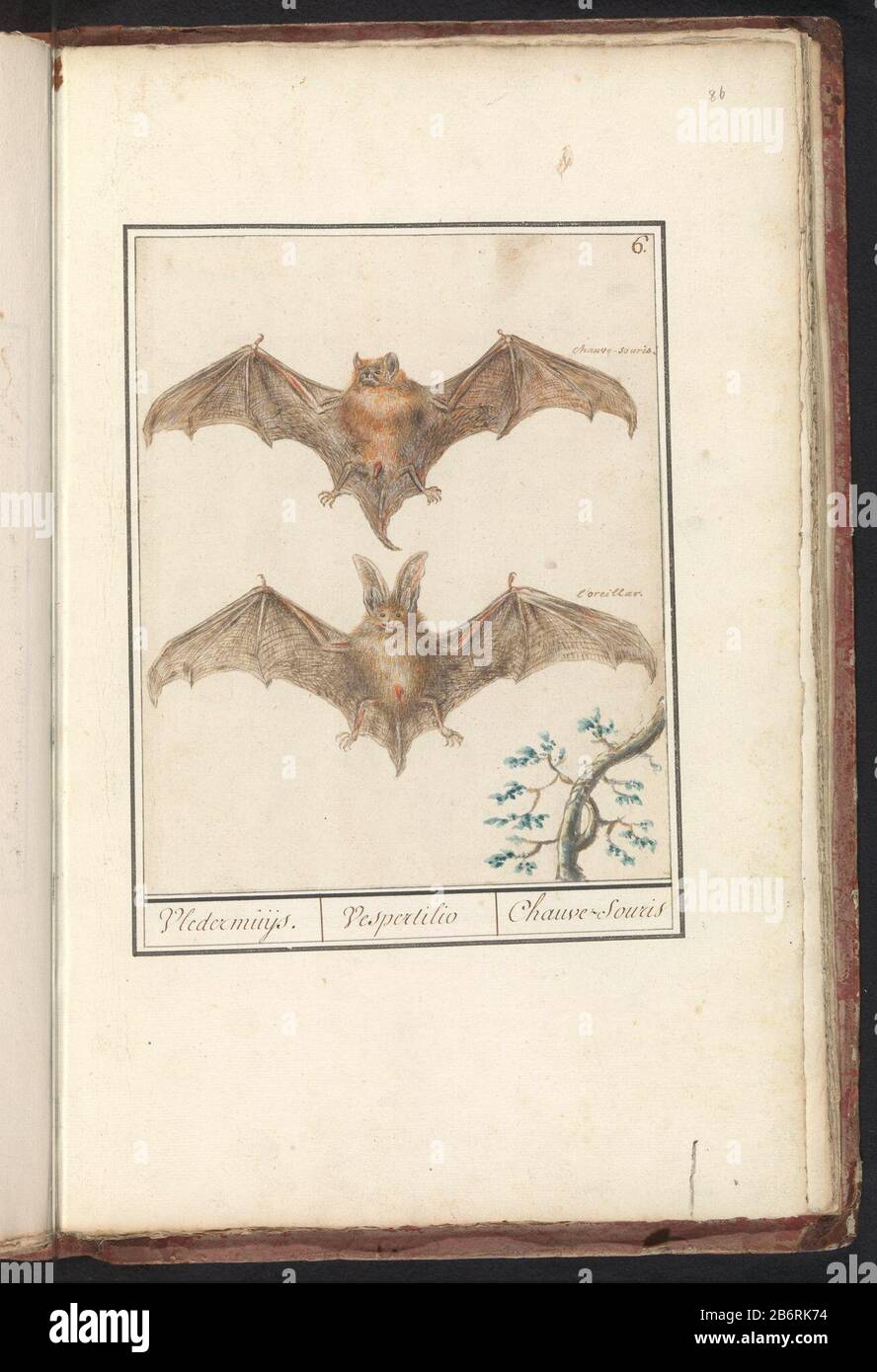 Gladneus vleermuis (Vespertilionidas) Vledermuijs Vespertilio Chauve-souris (Titel op object) bat, Wo: Offenbar Vesper Fledermausfamilie. Oberteil mit kleinen Ohren, unter großen Ohren. Nummeriert oben rechts: 6. Teil des ersten Albums mit Zeichnungen von Quadrupeds. Erste zwölf Alben mit Zeichnungen von Tieren, Vögeln und Pflanzen sind um 1600 im Auftrag von Kaiser Rudolf II. Bekannt Mit Notizen auf Niederländisch, Latein und Frans. Hersteller : Künstler: Anselm Boëtius der Boodt-Künstler: Elias Verhulst Ort Herstellung: Künstler: Prager Künstler: Delft dating: 1596 - 1610 Physische Merkmale: Pinsel in Aquarell und Body Col Stockfoto