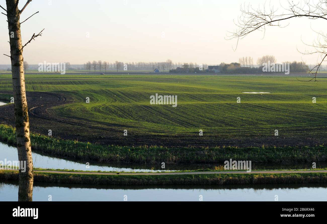 Blick über den grünen Polder im niederländischen Sluis Stockfoto