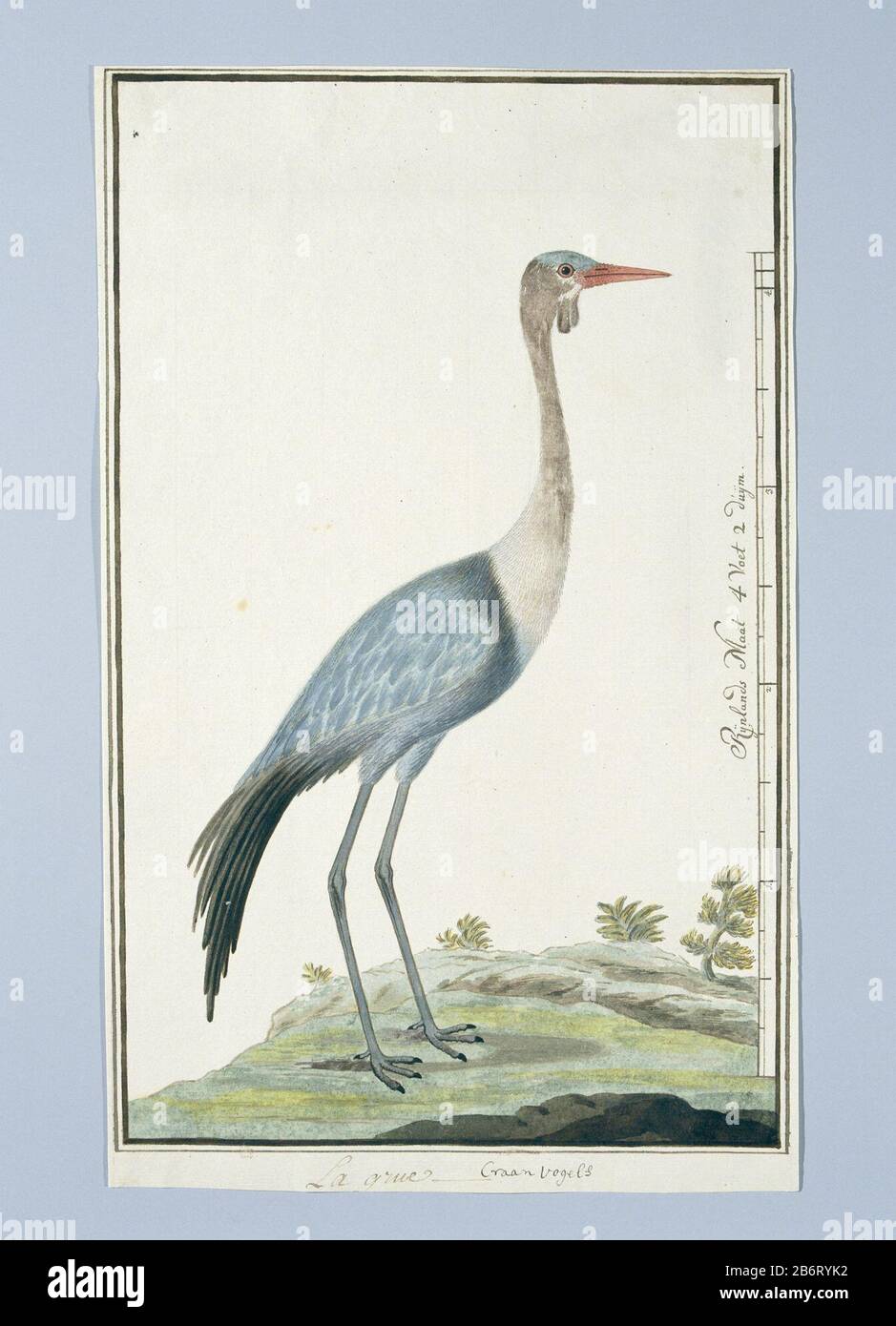 Grus carunculatus Bugeranus carunculatus (Lelkraanvogel) La Grue Craan Vogels (titel op object) Grus carunculatus / Bugeranus carunculatus (wattled) La Grue / Craan Birds (title object) Objekttyp: Zeichnungsalbum Blätterobjektnummer: RP-T-1914-17-319 / Marken: La Grue, Beschriftung: Unten: La Grue, Beschriftung: La Grue Craan Birds; Skala mit: Rijnlands Größe 4 Fuß 2 Duijm (Gordon's Handschrift französische Texthandschrift Levaillant, Skala Kalligraphie, Text: LC Rookmaker, Anhang I seines Aufsatzes, S. 243). Beschreibung: Vogelstudie: Wattled (Grus carunculata), Abschluss in Rhi Stockfoto