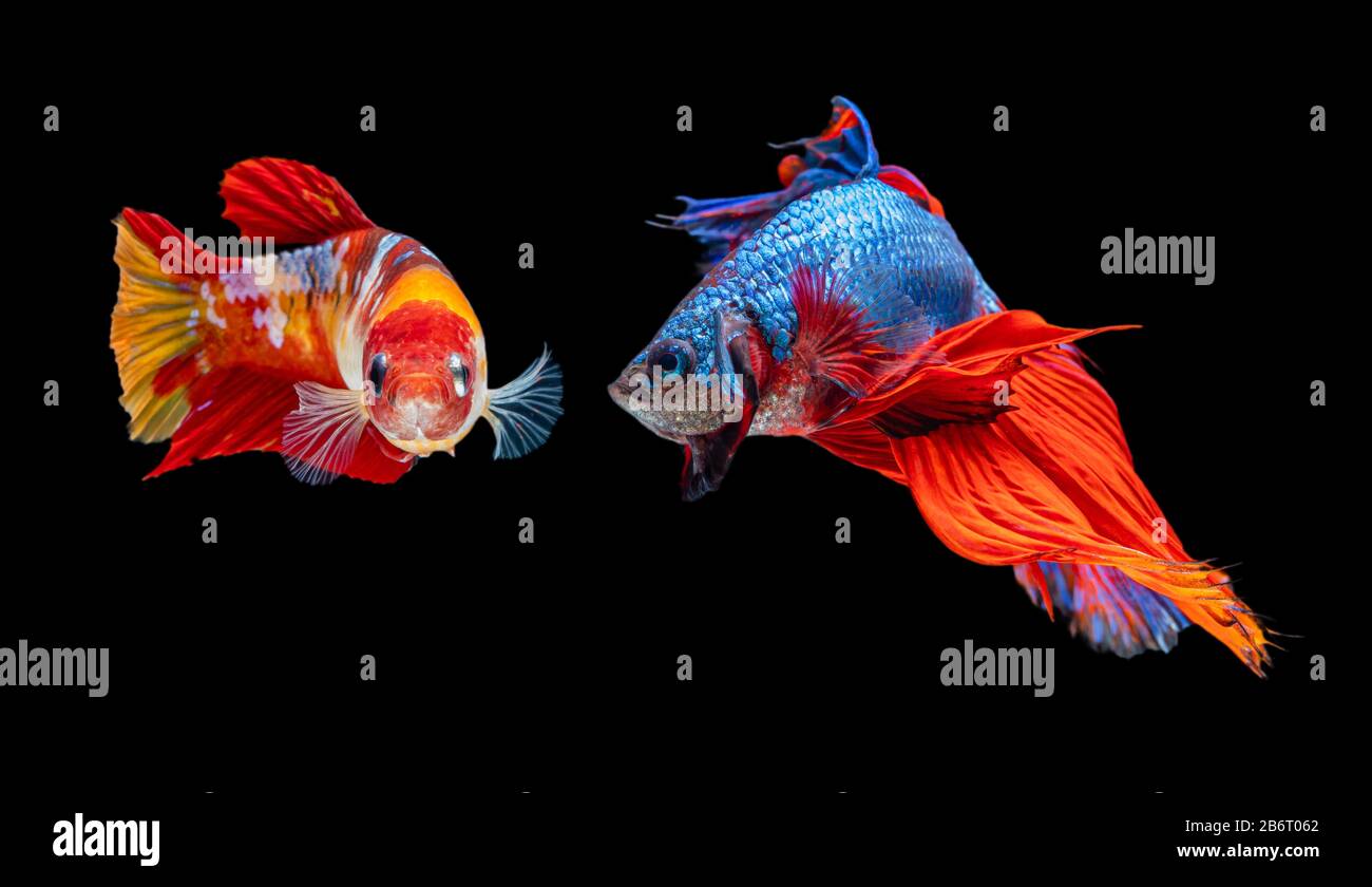 Schöne weibliche und männliche betta splendens halbmondförmige siamesische betta-fische, die Fische in Bewegung auf schwarzem Hintergrund bekämpfen. Stockfoto