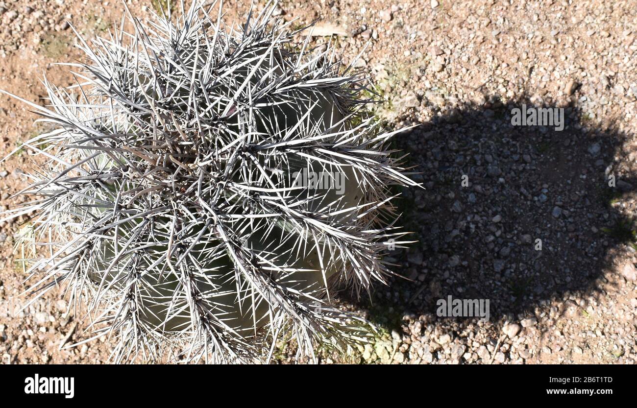 Overhead-Perspektive eines Silver Torch Cactus Stockfoto