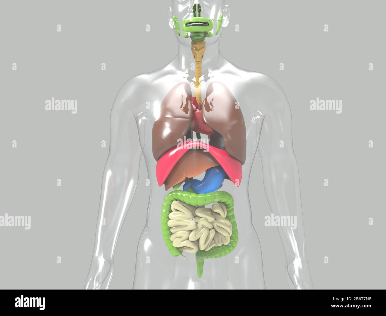 3D Render des menschlichen Herz-Anatomie-Systems Stockfoto