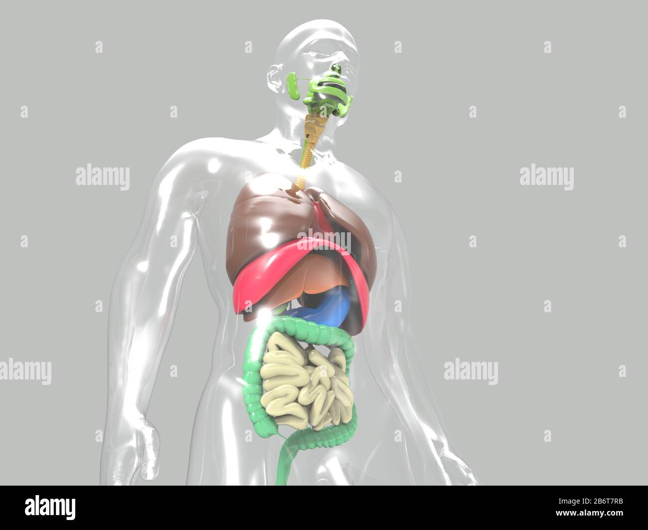 3D Render des menschlichen Herz-Anatomie-Systems Stockfoto