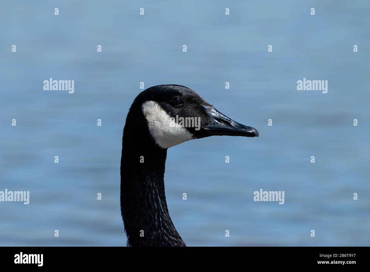 Hochkarätiger Profilaufdruck des schönen schwarzen Kopfes der Canada Goose mit seinem markanten weißen Kinnstreifen mit dem ruhigen Wasser eines Sees im Rücken Stockfoto