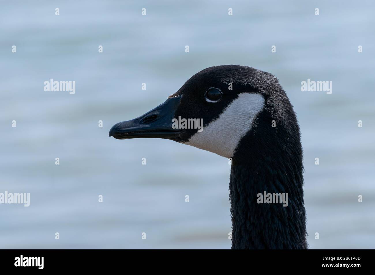 Das hochaufgeschlossene Profilporträt des Kopfes des schönen schwarzen Kopfes der Canada Goose mit seinem markanten weißen Kinnstreifen, der an einem Körper von Wasser steht. Stockfoto