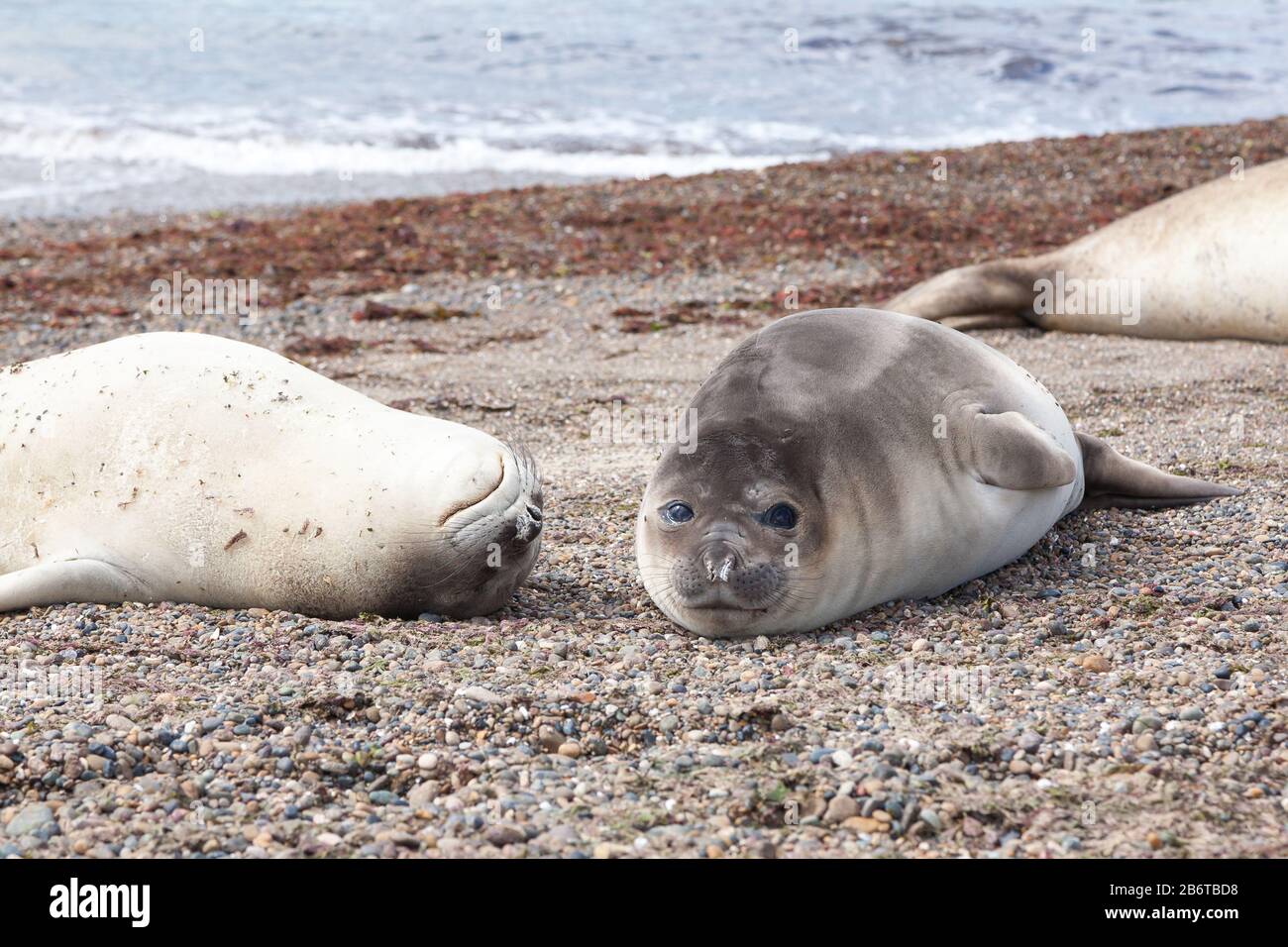Seeelefanten am Strand, Patagonien, Argentinien. Isla Escondida Strand, Provinz Chubut Stockfoto