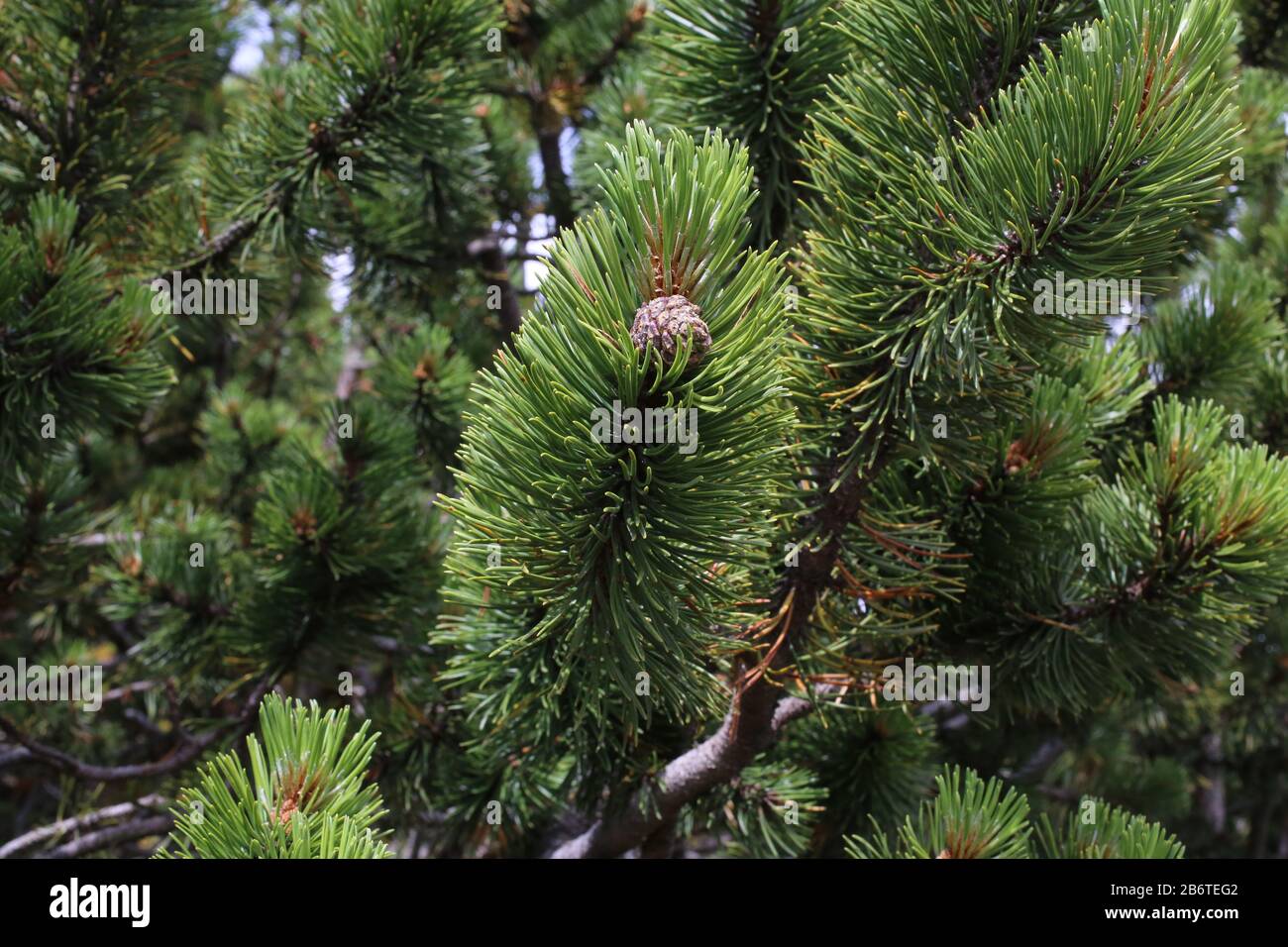 pinus mugo - wild plant im sommer erschossen stockfotografie - alamy