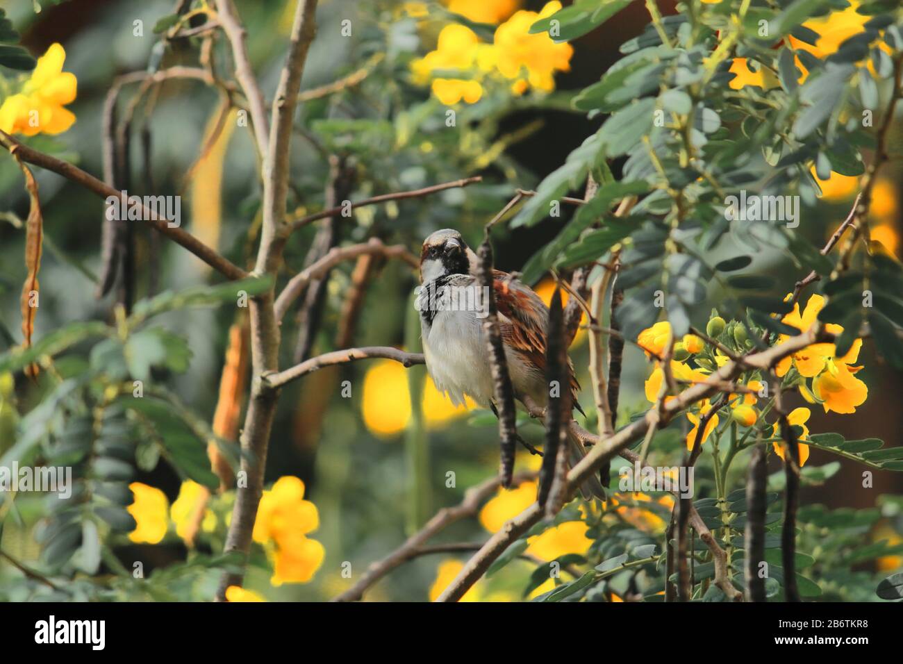Der männliche Hauspfeil (Passer domestcus) ist ein sehr häufiger Vogel Indiens Stockfoto