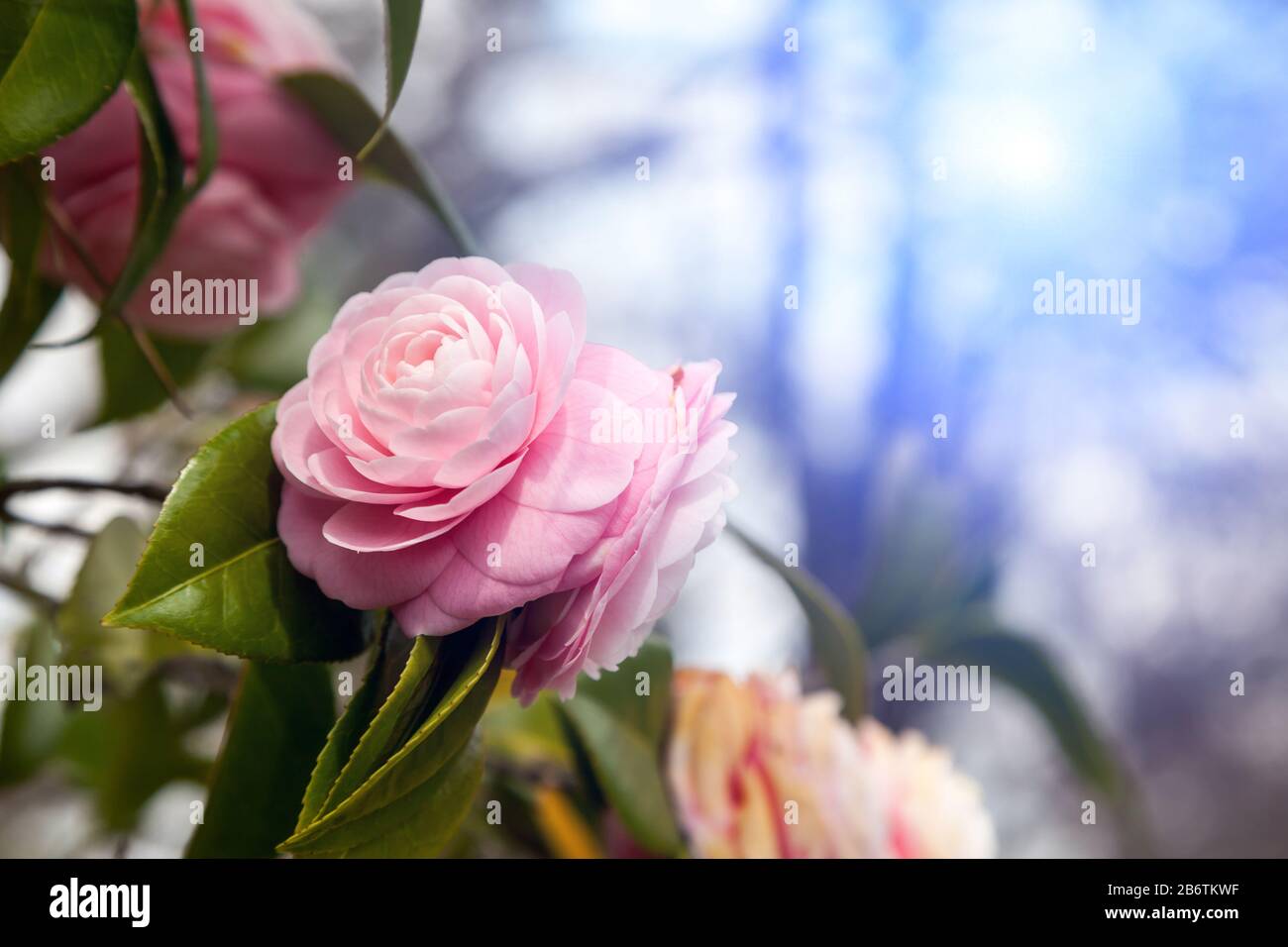 Leuchtend rosa Japanische kamelie Blume in voller Blüte Stockfoto