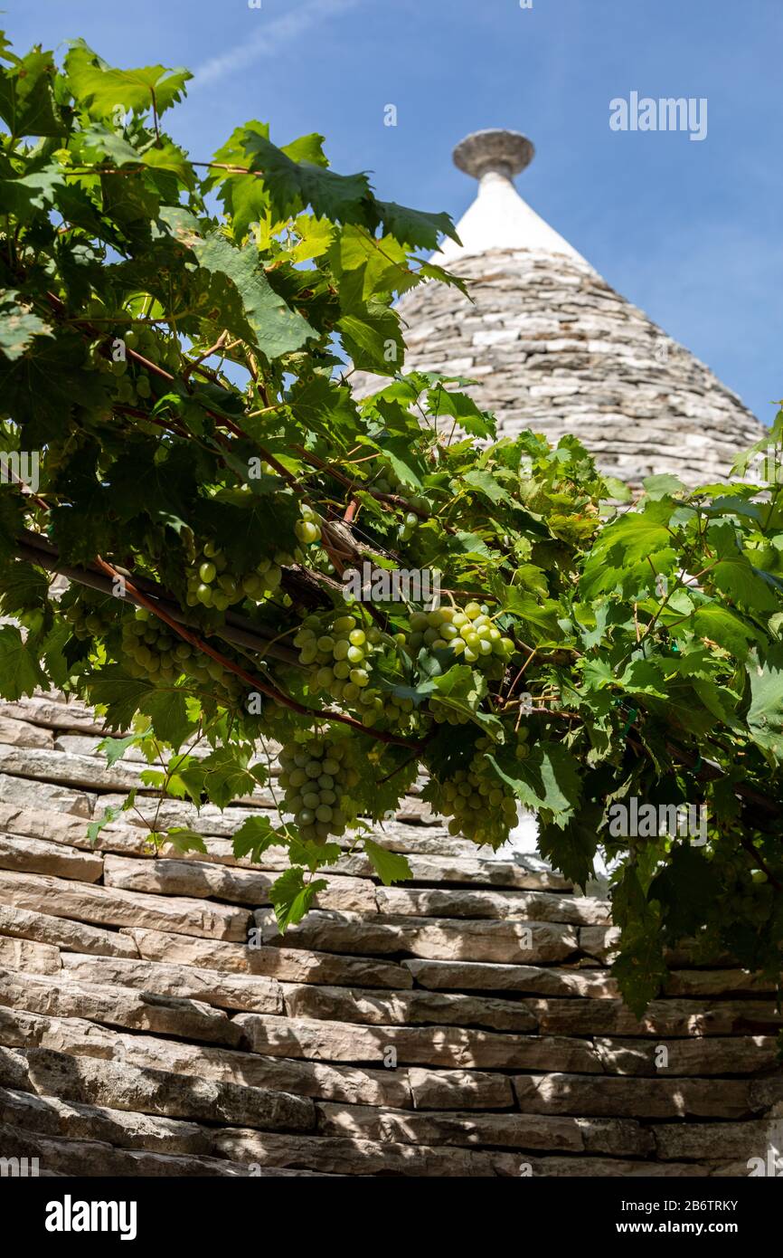 Weinreben auf dem Stein Dach von Trulli in Alberobello, Italien. Der Baustil ist spezifisch für die murge Bereich der italienischen Region ein Stockfoto