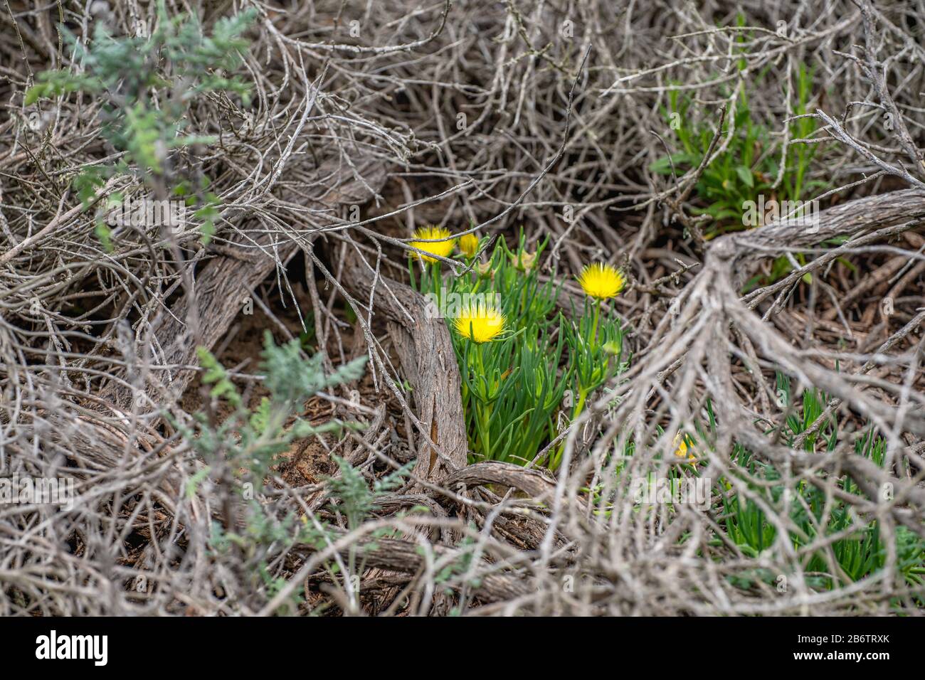 Wildblumen in Blüte. Hardy Ice Plant, kalifornischer Frühling Stockfoto