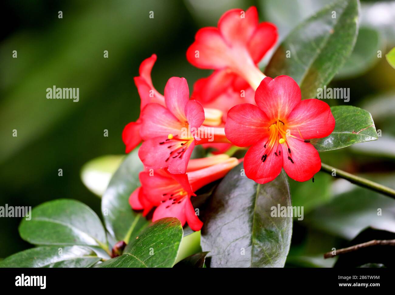 Pflanzen & Blumen: Diese schönen, natürlichen Blumen im botanischen Garten sind so schön und lebendig in der saisonalen Sonne im Freien. Wunderschön Stockfoto