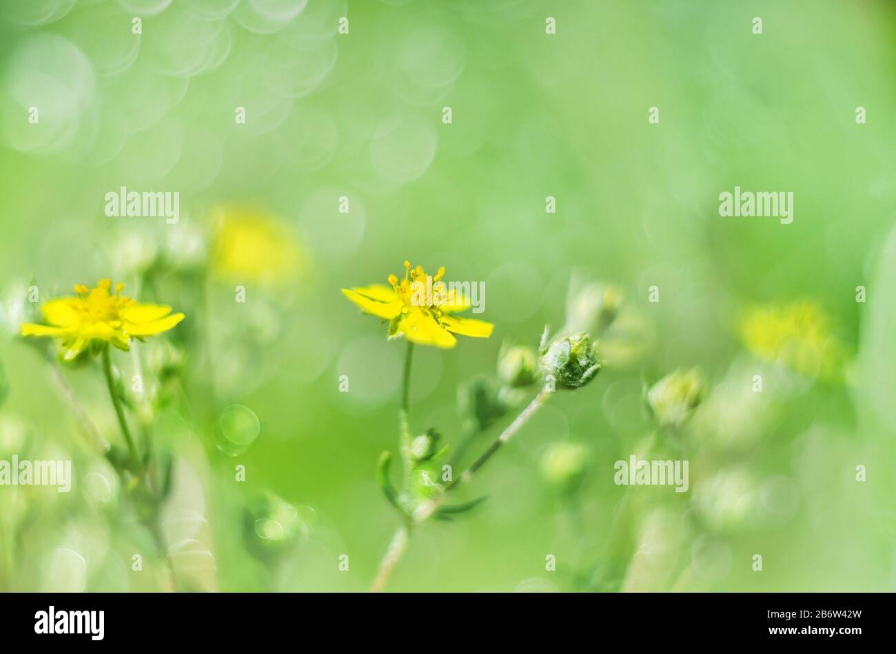 Weicher Makrofokus einer winzigen gelben Blume auf einer Wiese Stockfoto