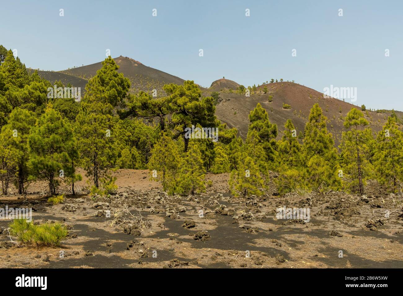 Kanarische Inseln (Pinus canariensis), Blick auf den Wanderweg zum Vulkan Martin, Cumbre Vieja bei Fuencaliente, La Palma, Kanarische Inseln Stockfoto