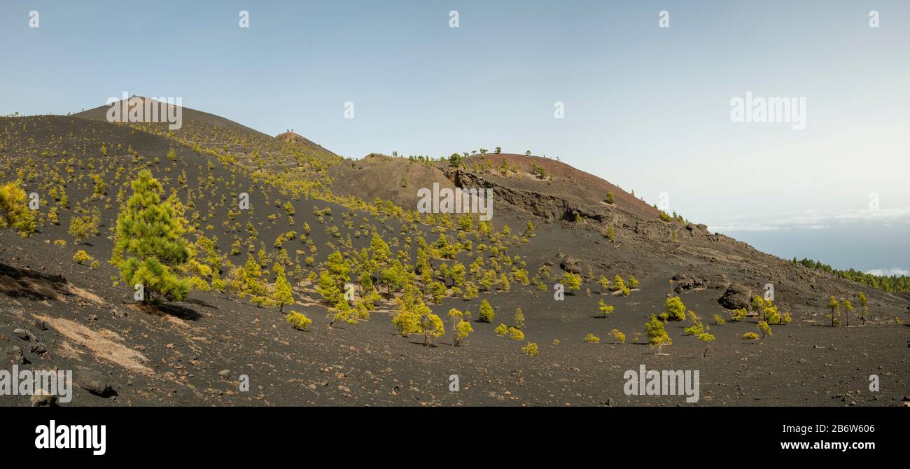 Kanarische Inseln (Pinus canariensis), Blick auf den Wanderweg zum Vulkan Martin, Cumbre Vieja bei Fuencaliente, La Palma, Kanarische Inseln Stockfoto