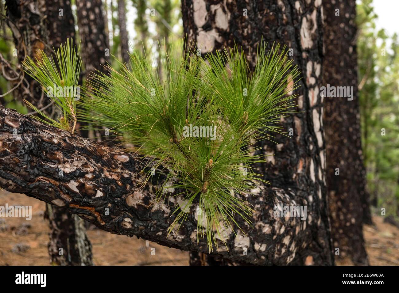 Junger Schuss einer Kanaren-Kiefer (Pinus canariensis) nach Waldbrand, La Palma, Kanarische Inseln, Spanien Stockfoto
