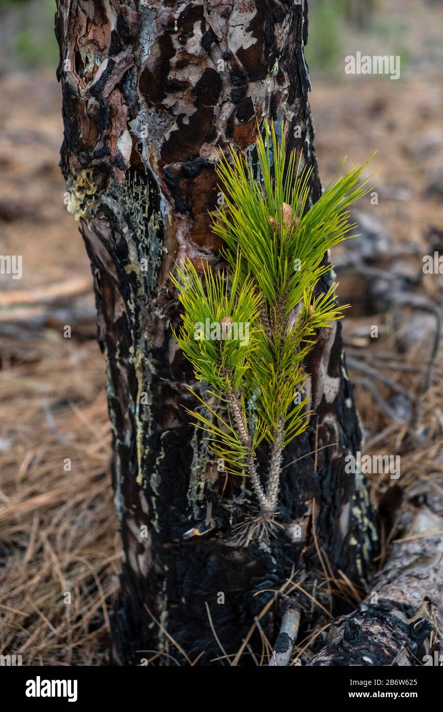 Junger Schuss einer Kanaren-Kiefer (Pinus canariensis) nach Waldbrand, La Palma, Kanarische Inseln, Spanien Stockfoto