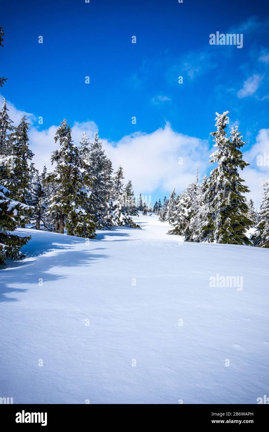 Krkonose Berge mit Schnee und gefrorenen Bäumen. Der höchste Gipfel Snezka im Hintergrund. Blauer Himmel mit weißen Wolken an sonnigen Tagen im März. Stockfoto