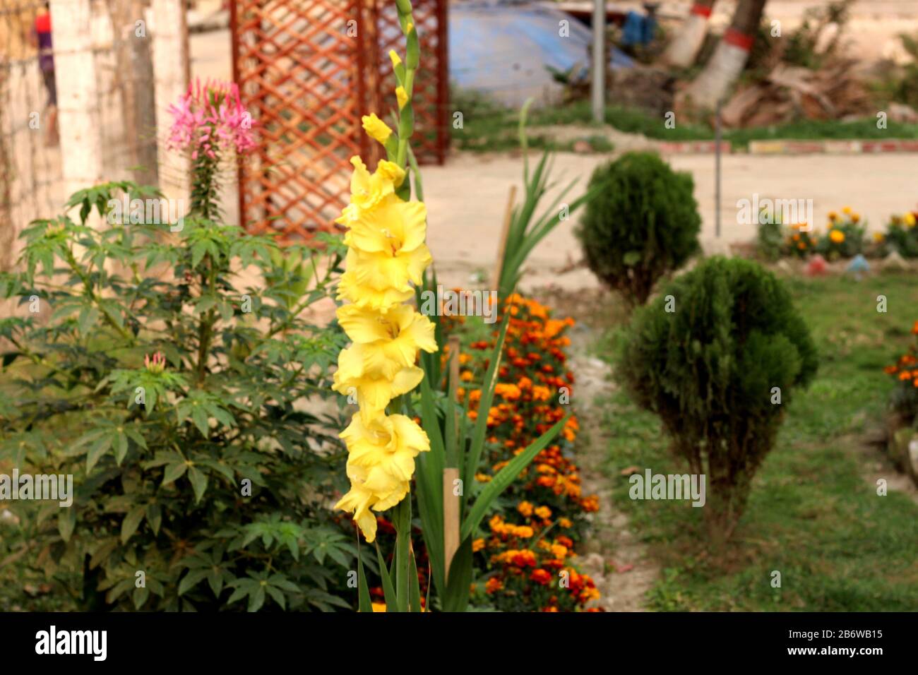 Hochwertige Gelbe Blume Stockfoto