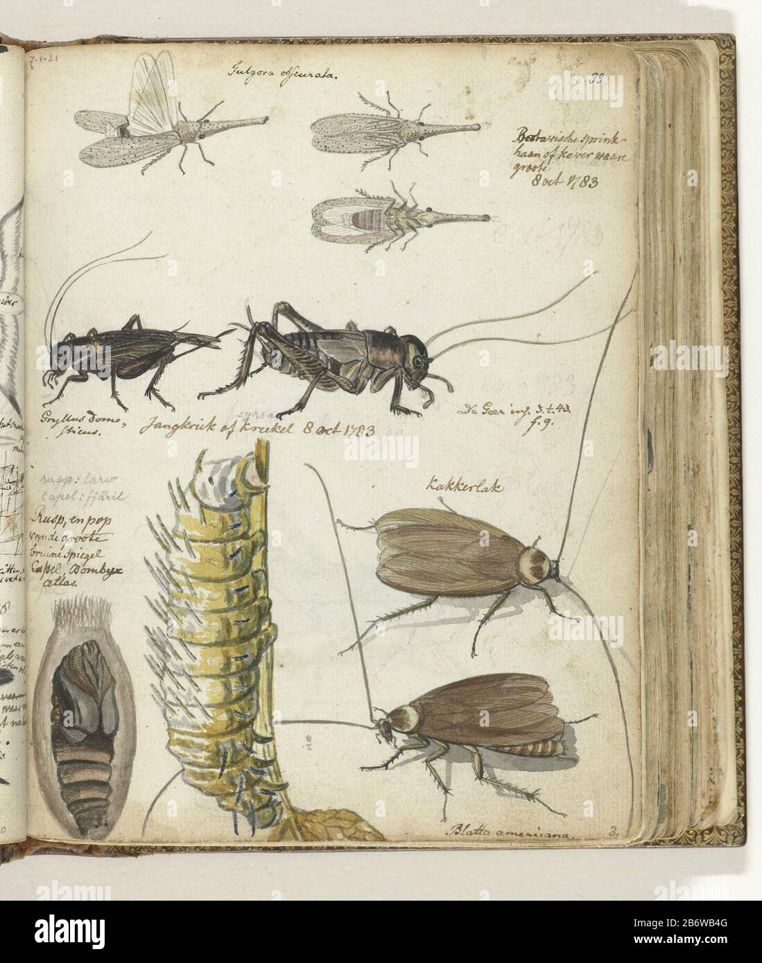 Insecten Farbzeichnungen der Batavischen Grashüpfer oder Käfer', Cricket, Rupspop-Raupenkahnkakappe. Mit Beschriftung im Stift. Teil des Skizzenbuchs von Jan Brandes, Band 1 (1808), S. 33. Hersteller : Künstler: Jan BrandesPlaats Herstellung: Jakarta dating: Okt 8 1783 Physikalische Merkmale: Aquarell auf Skizze in Bleistift, Pinsel Farbmaterial: Papierstift Technik: Bürstenabmessungen: H 195 mm × W 155 mm Datum: 1783 - 1783 Stockfoto