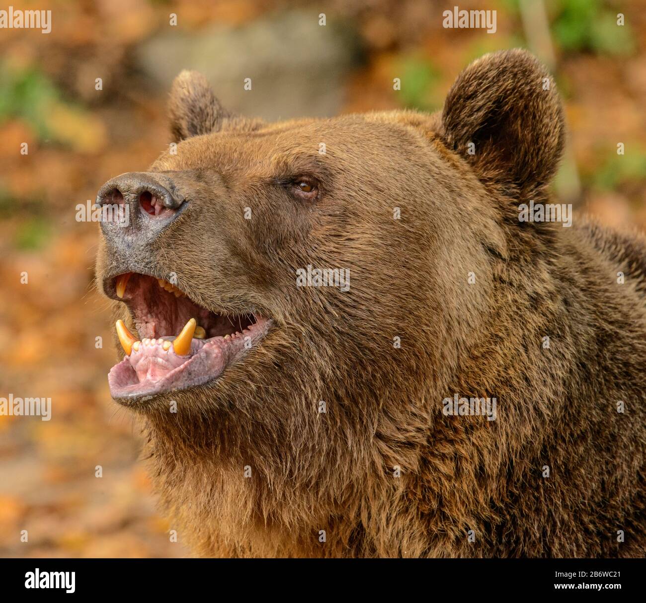 Großes Braunbären-Porträt mit Zähnen im Zoo Stockfoto