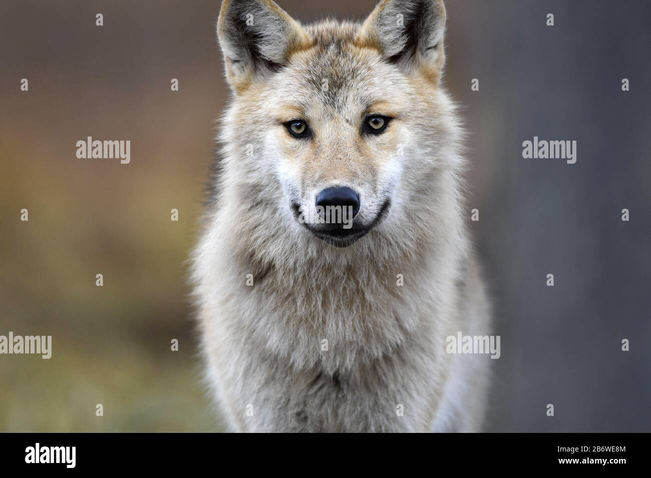 Eurasischer Wolf, auch als grauer oder grauer Wolf bekannt, auch als Holzwolf. Herbstwald. Wissenschaftlicher Name: Canis lupus lupus. Natürlicher Lebensraum. Stockfoto