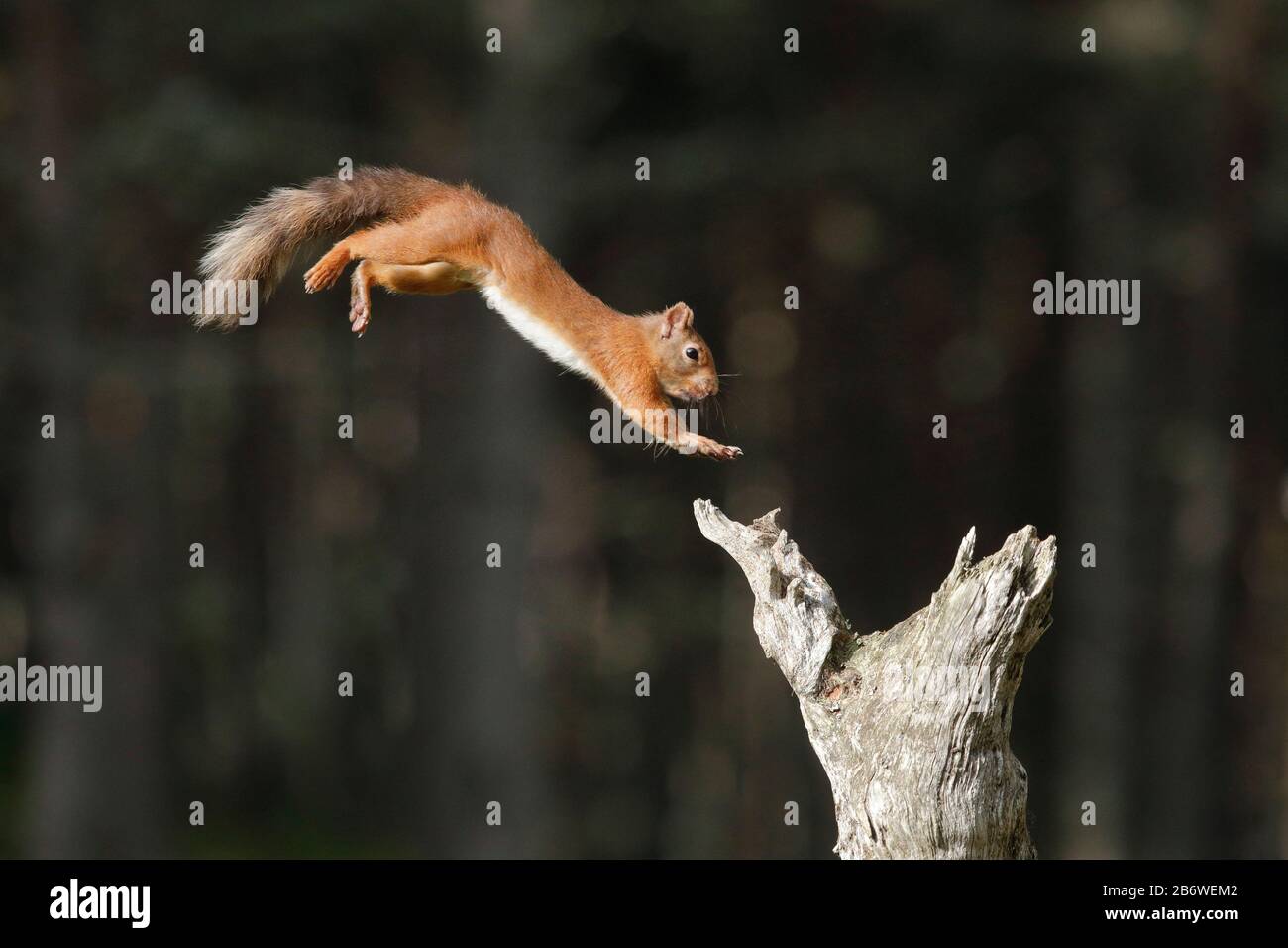 Eurasisches Rothörnchen (Sciurus vulgaris). Ein ausgewachsenes Tier springt zum toten Baum. Schweiz Stockfoto