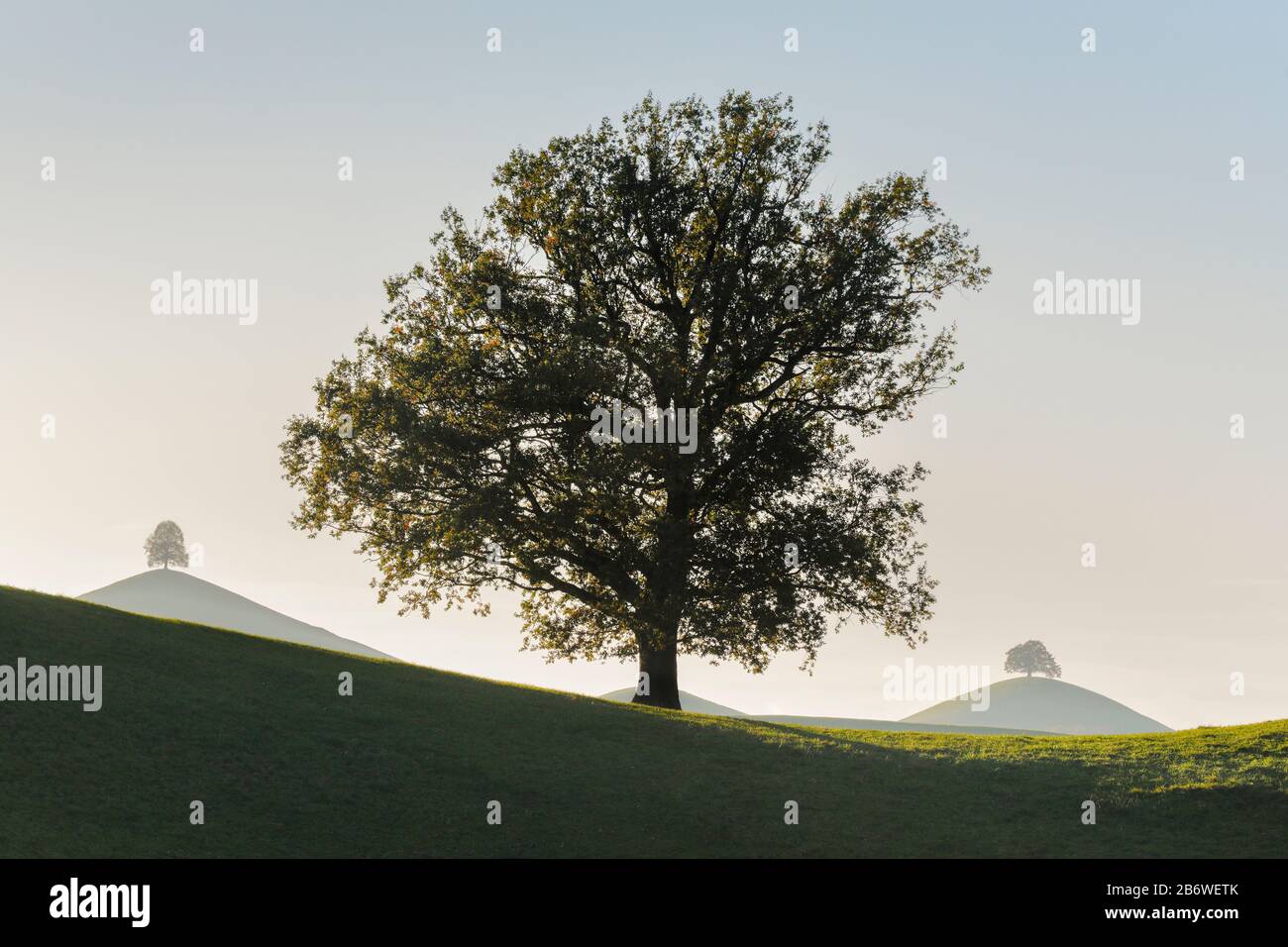 Eiche (Quercus sp.). Drei Bäume auf Hügeln am Hirzelpass. Zürich, Schweiz Stockfoto