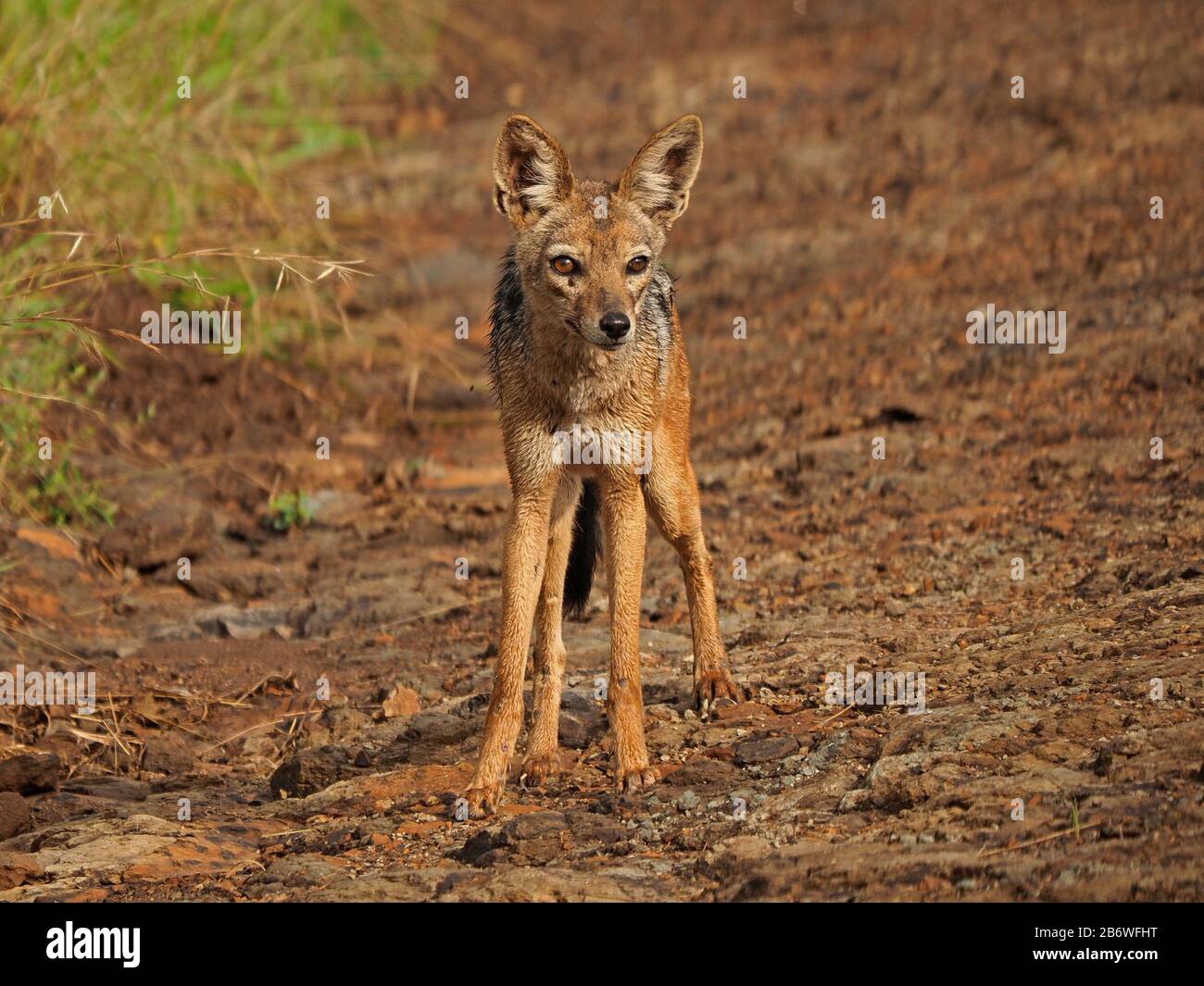 Alarmieren Sie einen schwarzen Schakal (Canis mesomelas) mit Lazy Eye, der auf einem felsigen Boden im Nairobi National Park, Kenia, Afrika steht Stockfoto