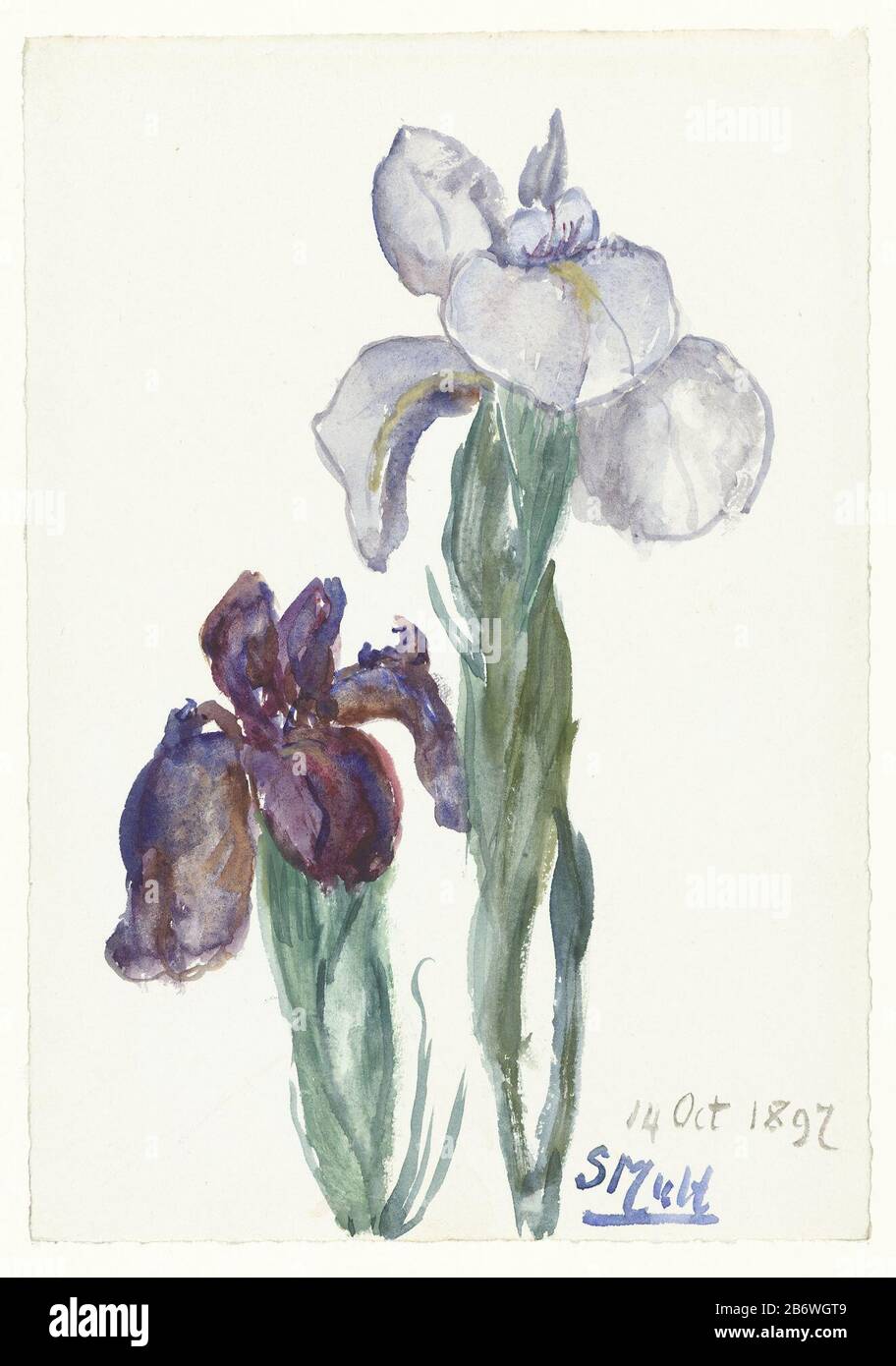 Irissen Iris Objektart: Zeichnung Aquarell Objektnummer: RP-T-1950-592 Hersteller: Zeichner: Sientje Mesdag-Wood Datum: 14-Okt-1897 Physikalische Merkmale: Pinsel in Farbmaterial: Papier Aquarell Technik: Pinselmaße: H 284 mm × b mm Betreff 198: Blumen (mit NAMEN) Stockfoto