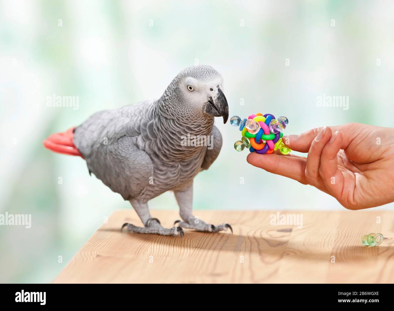 Afrikanischer Graupapagei (Psittacus erithacus). Ein ausgewachsener Vogel schaut in der Hand auf ein Spielzeug. Deutschland Stockfoto