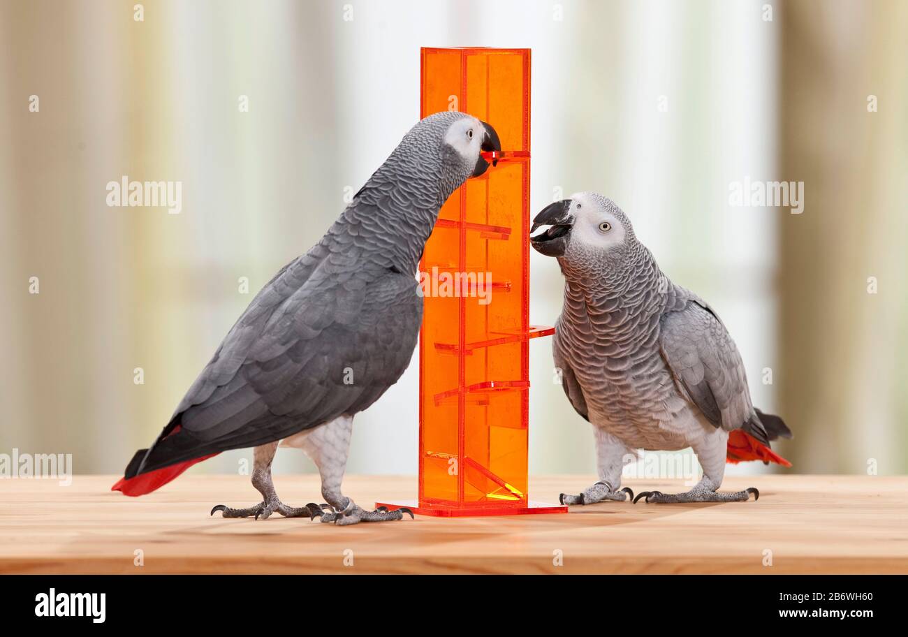 Afrikanischer Graupapagei (Psittacus erithacus). Zwei Erwachsene Vögel arbeiten zusammen an einem Geschicklichkeitsspielzeug, um Nahrung zu bekommen. Deutschland Stockfoto