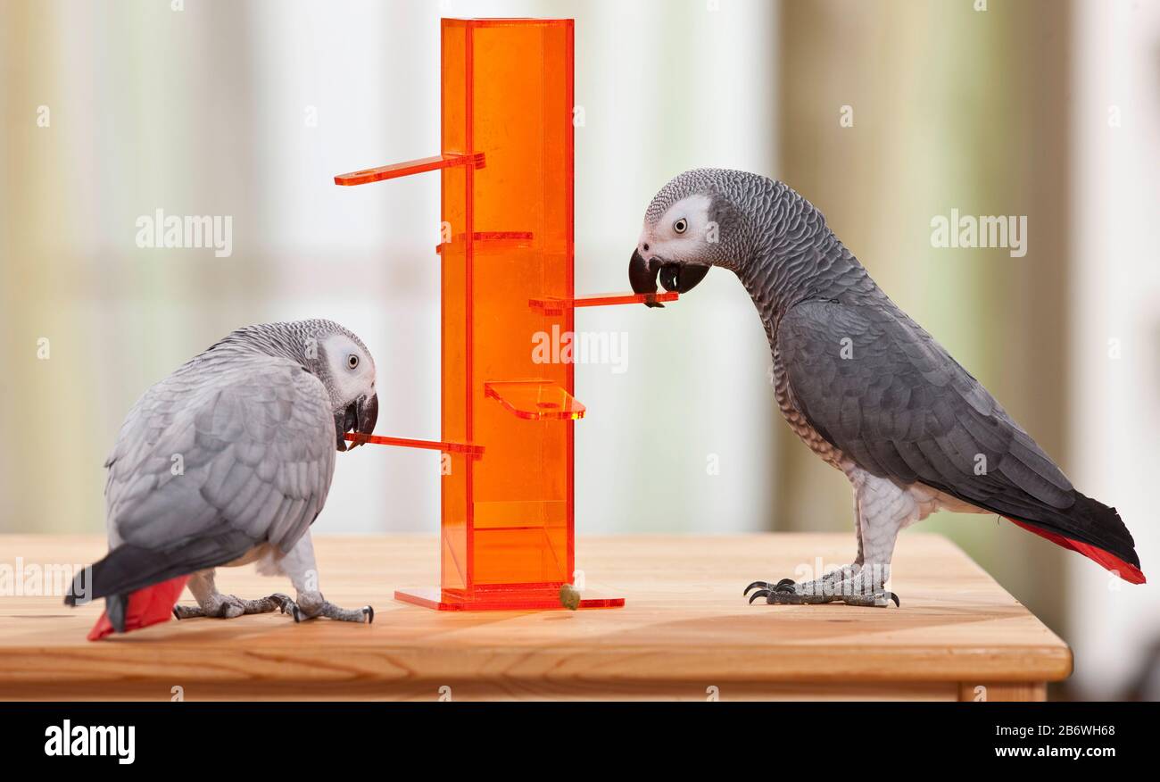 Afrikanischer Graupapagei (Psittacus erithacus). Zwei Erwachsene Vögel arbeiten zusammen an einem Geschicklichkeitsspielzeug, um Nahrung zu bekommen. Deutschland Stockfoto
