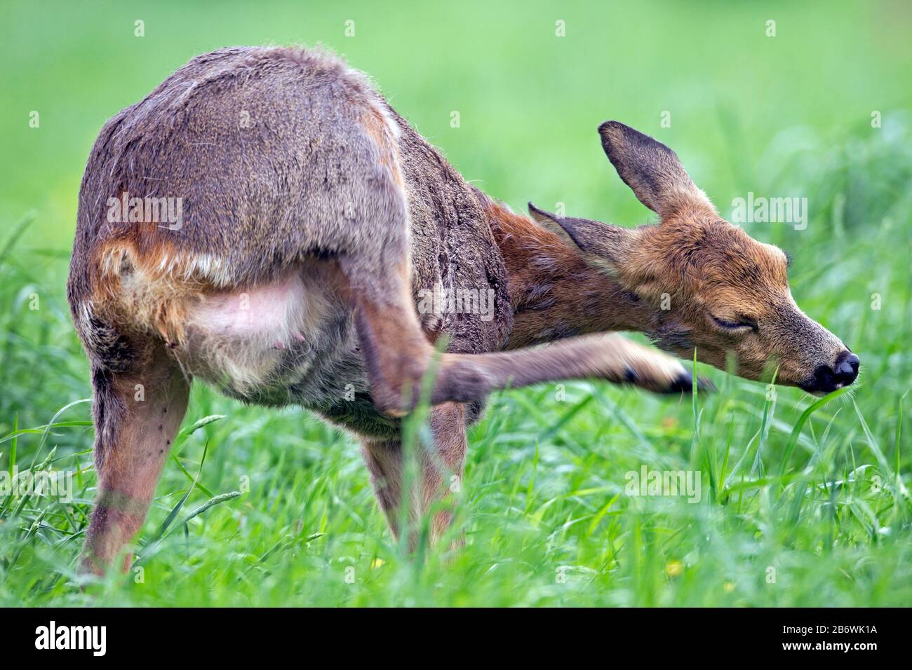 Western Roe Deer (Capreolus Capreolus). Doe mit deutlich sichtbarem Euter, der den Kopf kratzt und von Winter- auf Sommermantel wechselt. Deutschland Stockfoto