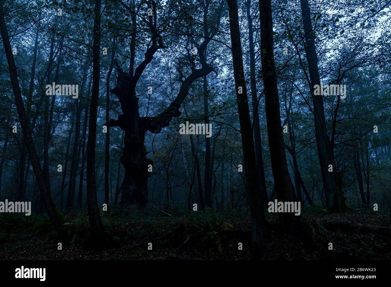 Die alte Babajaga-Eiche im ersten Tageslicht, die früher von den Einheimischen der Oberlausitz, Sachsen, genannt wurde Stockfoto