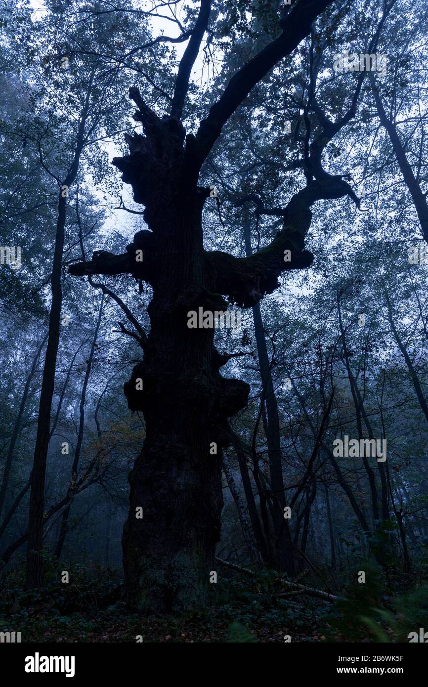 Die alte Babajaga-Eiche im ersten Tageslicht, die früher von den Einheimischen der Oberlausitz, Sachsen, genannt wurde Stockfoto