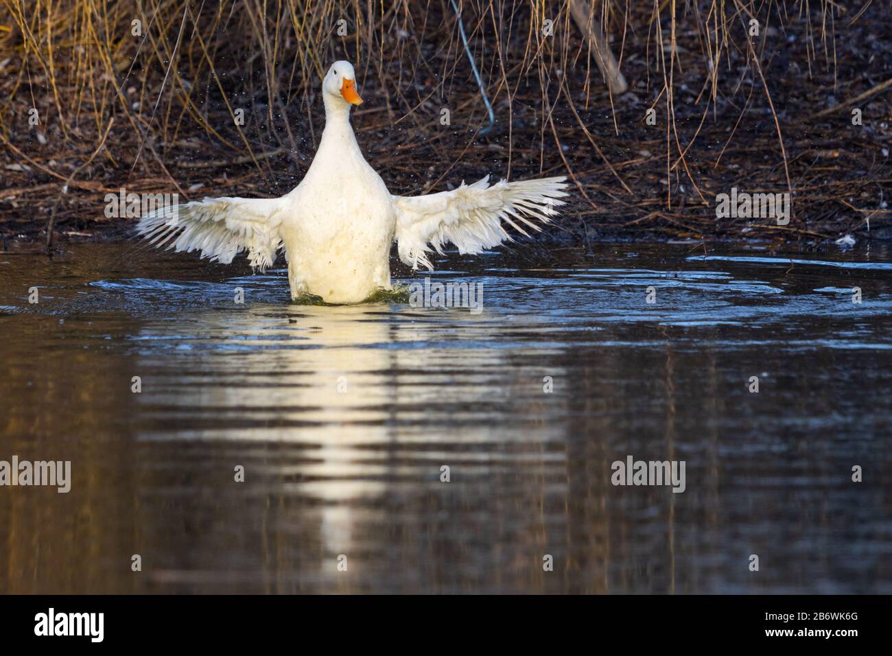 Weiße Ente schlägt ihre Flügel ins Wasser Stockfoto