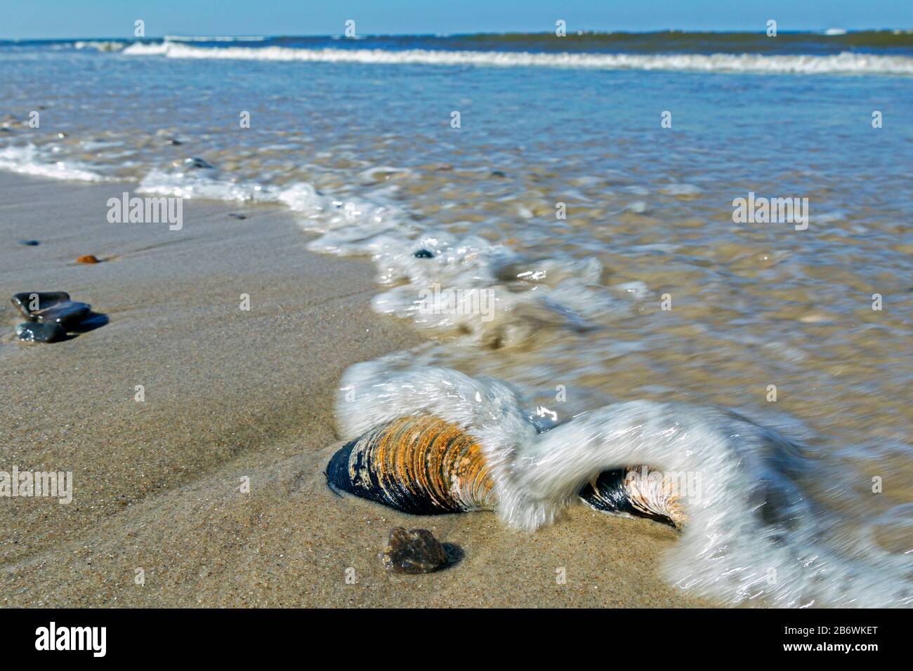 Ocean Quahog (Arctica islandica). Leere Schalen an der dänischen Nordseeküste bei Thorsminde, Dänemark. Stockfoto