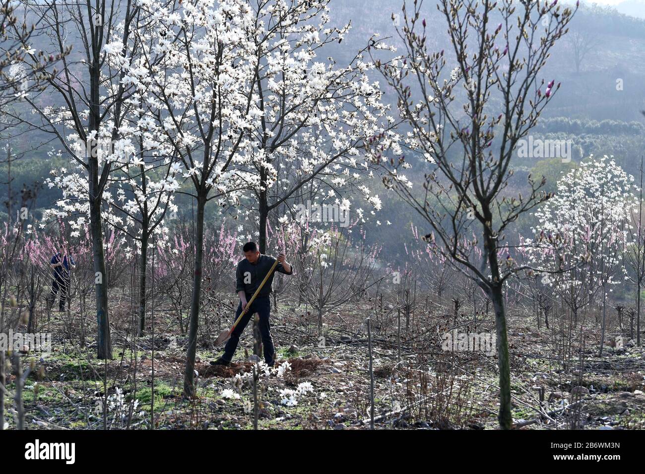 (200312) -- HEFEI, 12. März 2020 (Xinhua) -- Zhou Genmiao arbeitet am 11. März 2020 an einer Pflanzenbasis im Dorf Luoba im Landkreis Feixi, in der ostchinesischen Provinz Anhui. Zhou Xianbing, ein Dorfbewohner mit mehr als 20 Jahren Erfahrung in der Baumbepflanzung, baute eine Kooperative für den Anbau von Blumenbepflanzung und begann 2008, Bäume auf einem 500 me (ca. 33,3 Hektar) großen Land in einem kargen Berg im Dorf Luoba im Landkreis Feixi zu Pflanzen. Nach den 90er Jahren kehrte Zhou Genmiao, Sohn von Zhou Xianbing, in seine Heimatstadt zurück und schloss sich 2012 mit seinen weiteren Pflanzen von Bäumen an der Anbaufläche von Setzling an. Wie der Zh Stockfoto