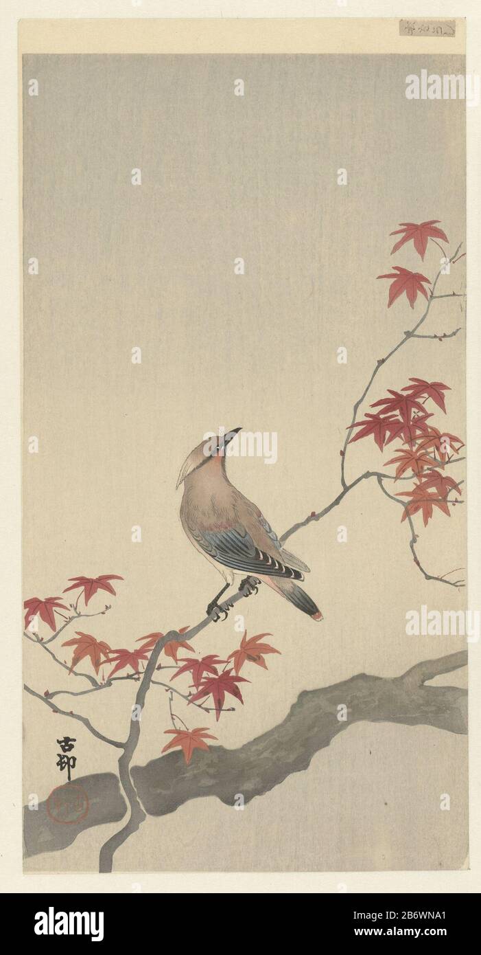 Japanse Pestvogel op esdoorn Bohemian Waxwing, rechts, auf Ast mit Herftsbladen. Hersteller: Druckmaschine: OHara Koson (Listed Property) Herstellung: Japan Datum: 1900 - 1936 Physikalische Eigenschaften: Farbholzblock; Strichblock in Schwarz mit Farbblockmaterial: Papiertechnik: Farbholzschnitt Abmessungen: Bild: H 348 mm × W 189 mm Stockfoto